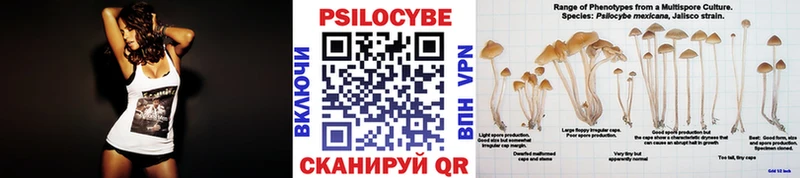 Купить закладки  Дмитров  Псилоцибиновые грибы Psilocybe 